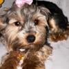 Yorkie one year old and half female