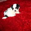 Hopper AKC purebred Small #