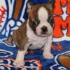 Brindle Boston Terrier male puppy