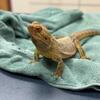 Male Bearded dragon