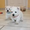 AKC MALE WESTIE BABY