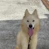 Looking for a home for him