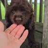 Cocker Spaniel puppies/make offer