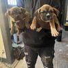 8week pups ABKC register