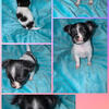Anya - female chihuahua pup