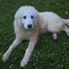 Great Pyrenees Pup