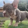 Short and Bodied Micro Bully Puppies