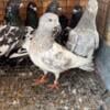 Pakistani  Pigeons for sale