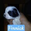 Finnick - CKC Shih Tzu