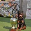 💥 EXPECTED LITTER – ROTTWEILER PUPPIES – SUMMER 2026 💥