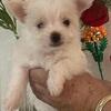 Parti Yorkie