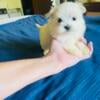 Maltese A.K.C. Puppies For Sale