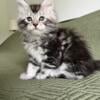 Maine Coon Kitten