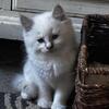 Adorable Ragdoll Kittens Ready for Their New Homes!