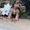 AKC Pure bred Yorkshire terrier Yorkies 1500