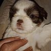 CKC Registered Shih Tzu's