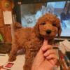 Miniature Labradoodle Puppies! Ready now for Forever Families to Love