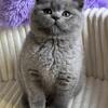 NEW!!!! british kitten, male. In excellent breed type. 3 months old
