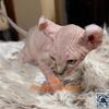 Sphynx kittens