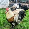 8 Chicken Hatching Eggs-Faverolles, Polish, Bielefelder or some of each breed