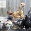 Cochin/Ayam Cemani Mix Chicks