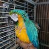 Blue and gold macaw 