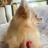Pomchi