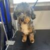 AKC Toy Poodle Stud Service 