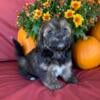 Homer CKC male Shihpoo