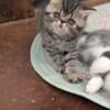 PENNY - FEMALE EXOTIC SHORTHAIR KITTEN