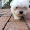 Maltese puppy available