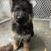 AKC long coat German shepherd puppy