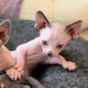 Sphynx Kittens in Houston- Sphynx kittens in Texas