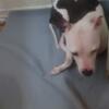 Free Female Pit Aggressive To Children and Handler