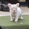 Fluffy Frenchies♡