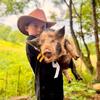 Kune kune Boar