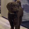 Standard Poodle