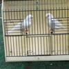 Canaries for sale $100