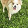 8 month old pomsky female