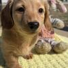 Miniature Long Hair Dachshund Puppies!