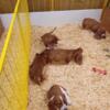 Basset Hound Puppies for Rehoming