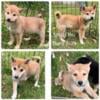 Shiba Inu-born 7/29