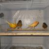 4 Male Canaries Available $50