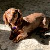 PROVEN AKC Long Hair Isabella Dachshund  Stud