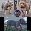 American Bully Pocket for sale