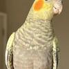 Young female cockatiel