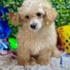 Beautiful Toy Poodle