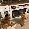 Golden Retriever Puppies