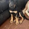 12wk female Rottweiler Xmastiff