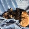 Siberian Kitten Litter